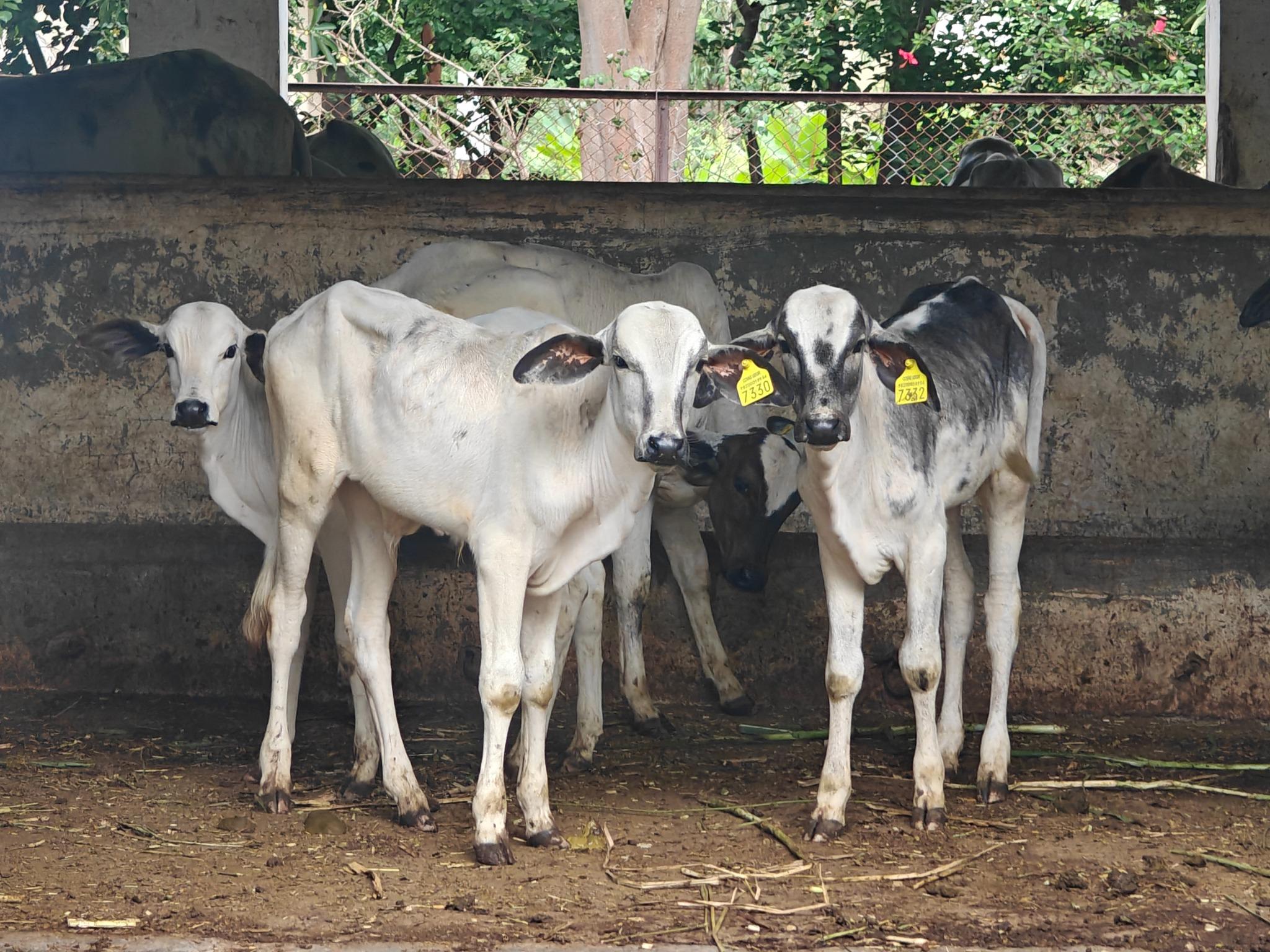 Livestock Farm MAFSU Subcentre Deoni Cattle and Calves Unit3